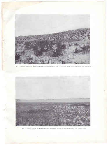 PLANTATION OF BEACH-GRASS AND PITCH-PINE ON CAPE COD, FOR THE FIXATION OF THE SOIL PLANTATION IN FOREGROUND, MOVING DUNE IN BACKGROUND, ON CAPE COD